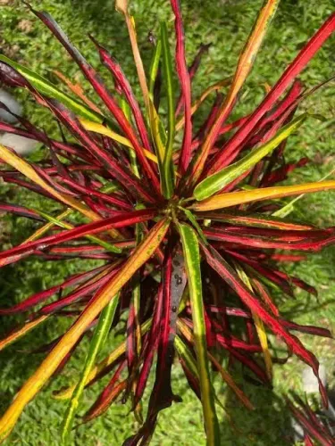 Mudas ornamentais Croton, Folhagens 