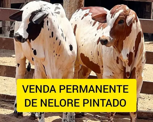 Nelore pintado