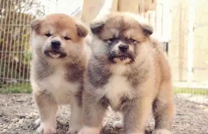 ? Filhote de Akita Inu à venda! ? 