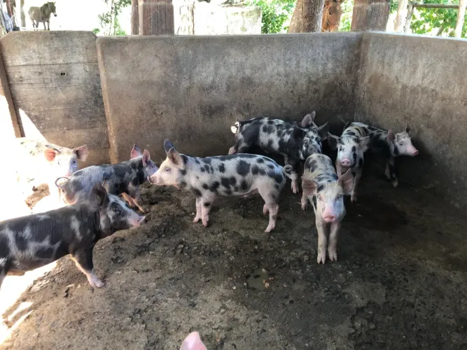 Leitões Porcos para venda