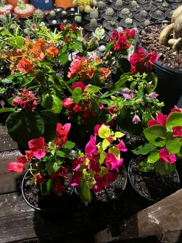 Bugaville disponíveis 