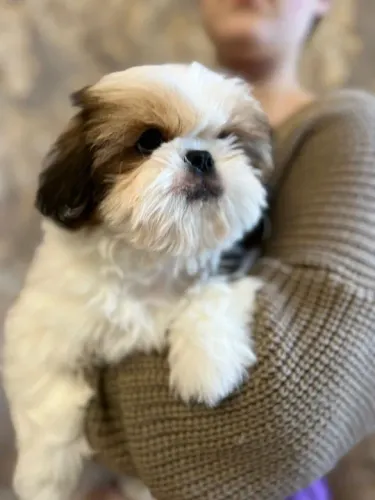 Shih-Tzu na cor tricolor