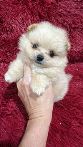 Spitz Alemão menino. Uma doçura de menino