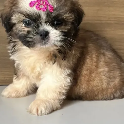 shih tzu mini venha nos visitar