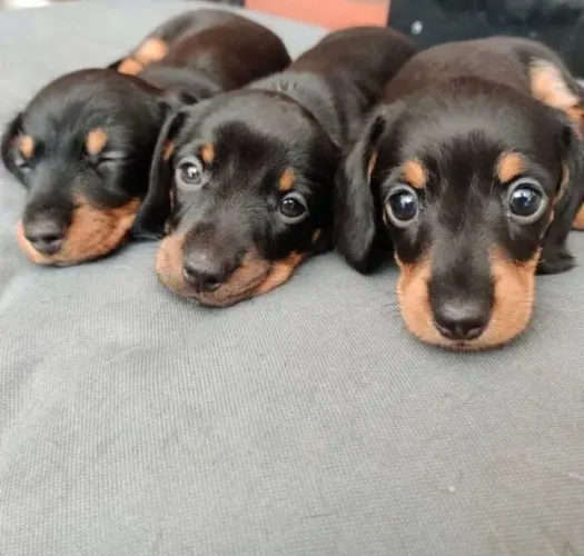 Dachshund Construindo Memórias Através De Encontros