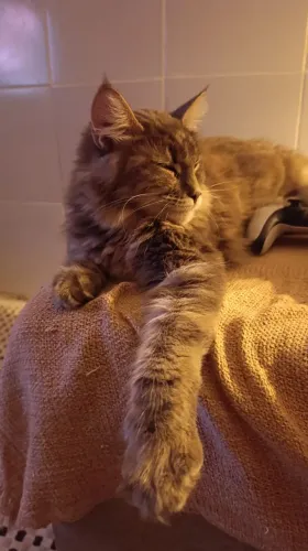 Gata Maine Coon Femera procura Namorado