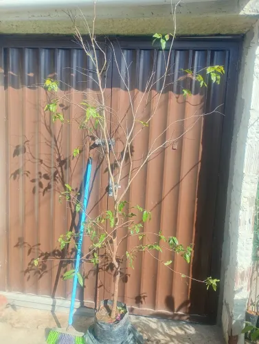 MUDA DE JABOTICABA ACELERADA