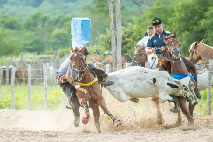 párea de cavalo de vaquejada a venda