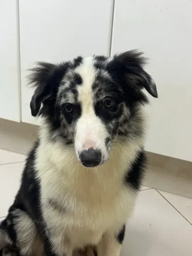 Filhotes de Pastor Australiano/Australian Shepherd 