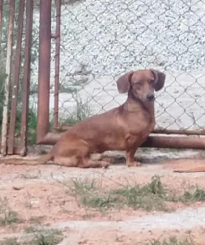 Basset macho 2 anos