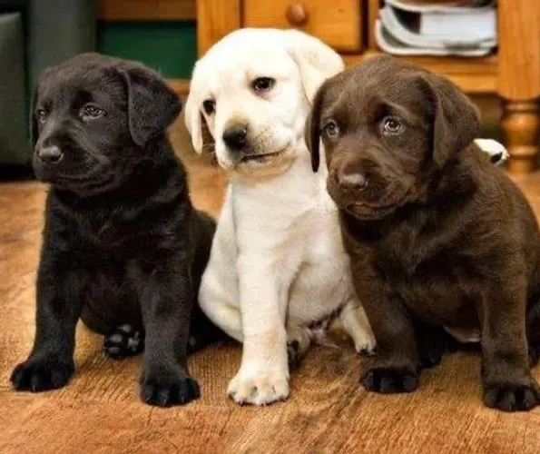 Labrador Nas cores Amarela,Chocolate e Preto