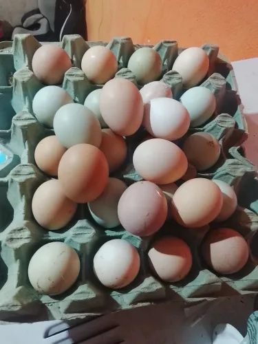 Ovos de galinha caipira 