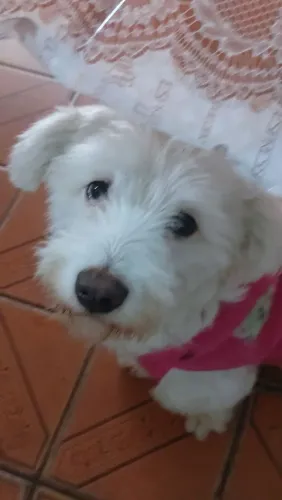 Doace cachorra