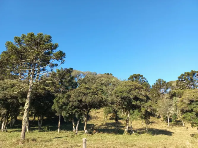 sitio a venda em Urupema