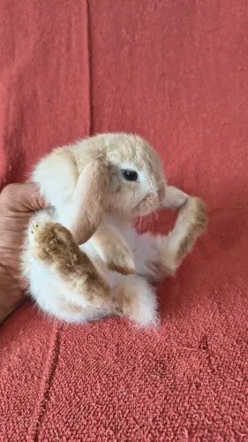 Filhote de coelho mini lope