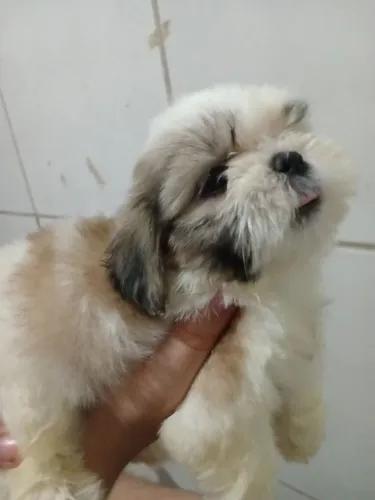 Shitzu