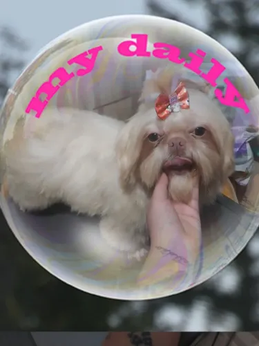 Shih tzu