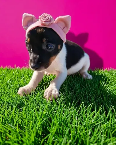 Menininha de Quatro Patas Muito Especial
