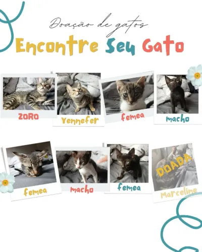 Gatos para adoação (Machos, Femêas, 4 e 9 meses).