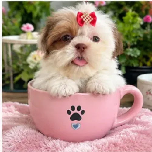 Shitzu Shih tzu femea filhote reserva
