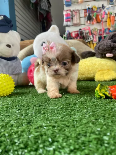 Shih tzu fêmea mini na cor branca e chocolate $2.700,00