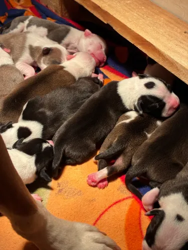 Filhotes de Amstaff