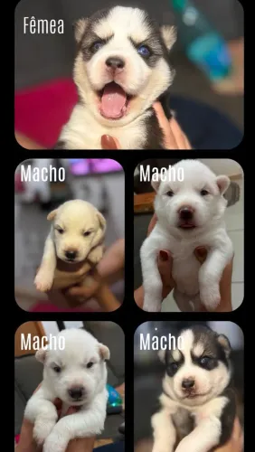 FILHOTES DE HUSKY SIBERIANO À VENDA!