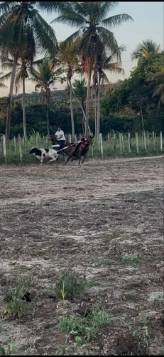 Vendo égua pronta de direita 