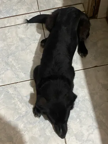 Adoção