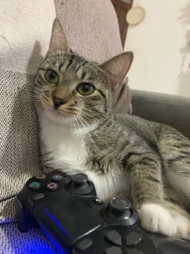 Doação de Gata SRD - Microchipada e Castrada