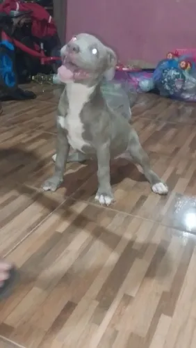 FILHOTE PITBULL FÊMEA