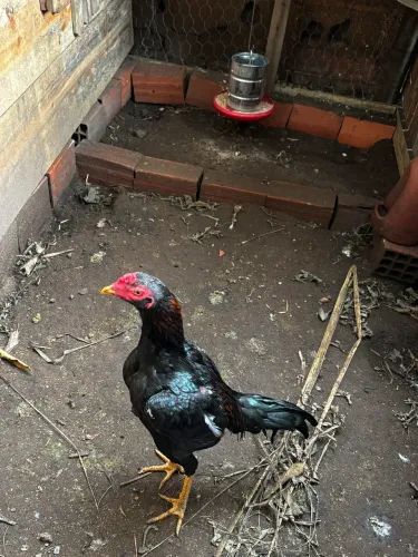 Frango índio