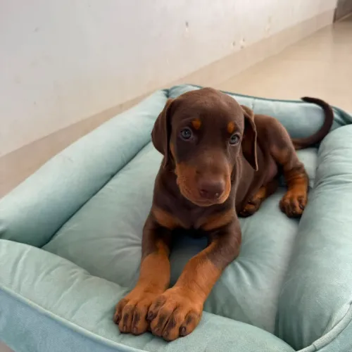 Cachorro