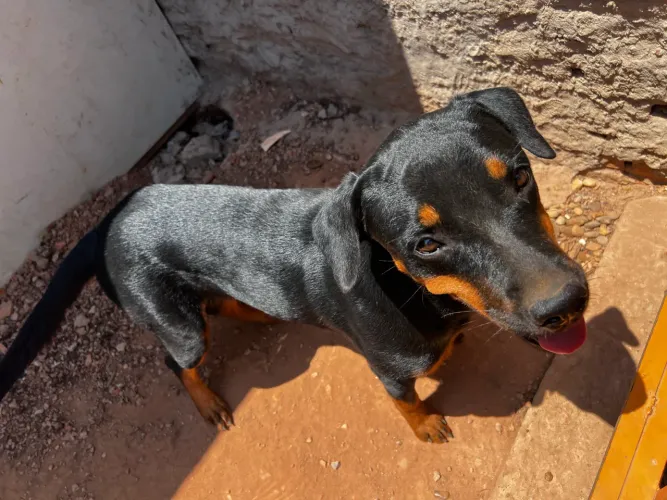 Vendo cadela Rottweiler