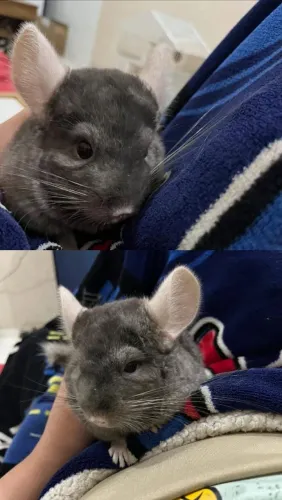 Chinchila