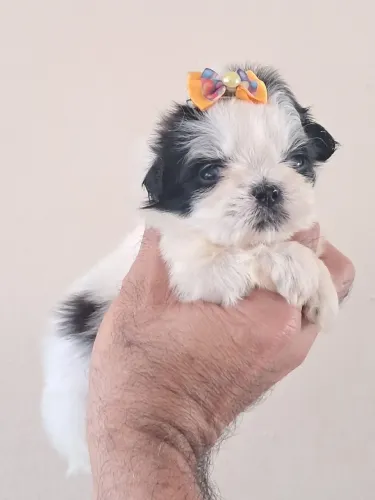 Shihtzus mini fêmeas perfeitas micrissimas