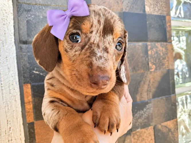 Dachshund miniatura - Fêmea Arlequim Chocolate olhos azul