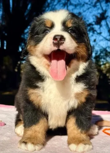 Filhotes de Bernese | Companheiros para tornar a rotina mais divertida!