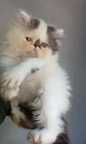 Gato persa show