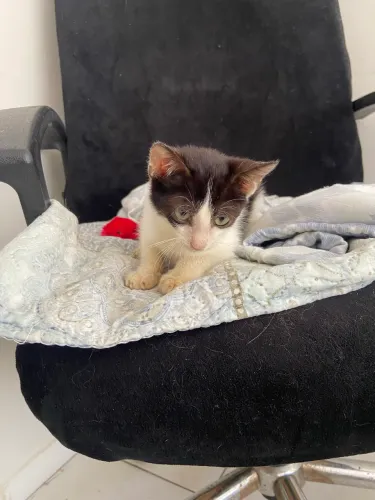 Gata fêmea para adoção 