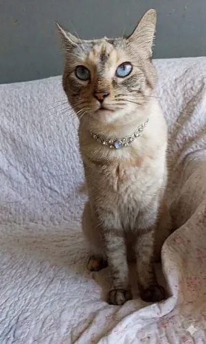Gata Aghata para adoção 