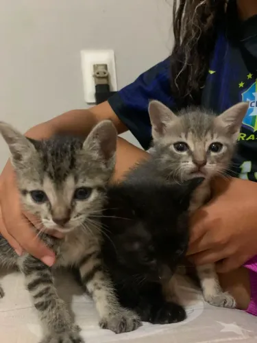 Doação gatos