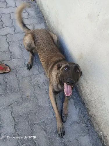 Vendo cachorra Pastor Belga Malion fêmea puro
