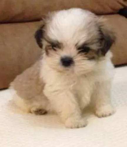 LHASA APSO FEMEA 