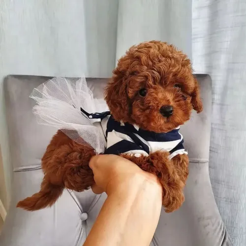 Poodle a pronta entrega veja o só