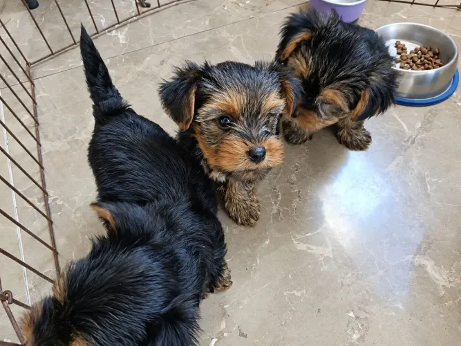 Filhotes Yorkshire Terrier