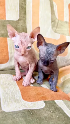 Filhotes Sphynx Macho | Pronto 