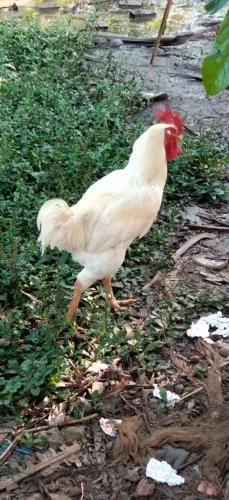 Galo