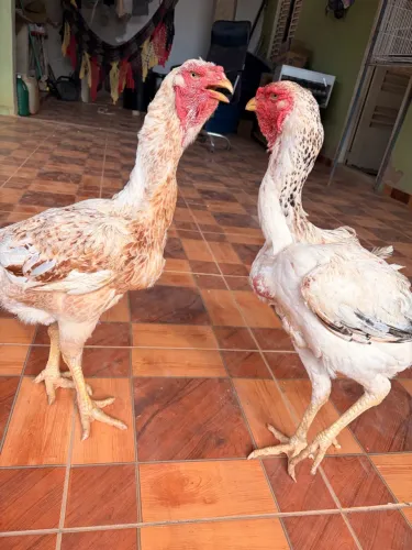 Galinhas I.Gigantes.