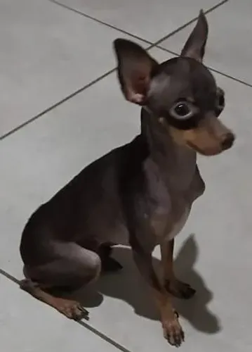 Pinscher machinho 1 ano